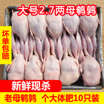 Large 2 7 two female quail meat fresh frozen frozen white quail barbecue fried raw bone meat now kill 10