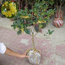 Tree Sapling Potted Courtyard Indoor Green Planting Bonsai Four Seasons Gui Jin Gui Xianggui