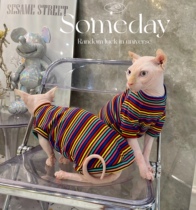 Cream is only hairy cat Sfinks Devon Pets Spring Summer Pure Cotton Colorful Stretch Striped Sweatshirt