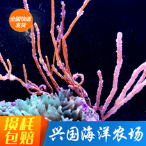 Yellow Sea Willow Orange Sea Willow Sea Tree Living Coral Seawater Fish Tank LPS NPS Sea Cylinder Decorative filter Food Package Living