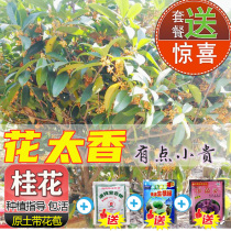 Osmanthus saplings potted plants blooming four seasons of Guangxi Dangui Golden coridum new products balcony indoor fragrant flowers