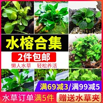 Fish tank Lazy artificial landscape negative water plant money Denmark big leaf gold Small mini water banyan sinking wood novice plant