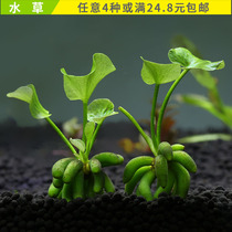 Imported banana grass knot banana grass fish shrimp tank ornamental foreground water grass Mid-water super cute lazy grass 1 plant 2112