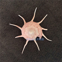 Natural conch shell imported star snail 7-10CM aquarium floor window decoration landscaping ornaments Specimen collection