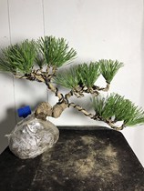  Five-needle pine bonsai tree stump dwarf pa shape black pine bonsai physical old pile short needle big board pine Arhat pine posing