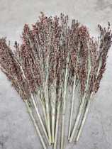 Natural Dry Flowers Sorghum Sorghum Ears Sorghum Flowers Living Room Shop Exhibition Hall Fields Garden Art Decoration Dry Flowers Shooting Props