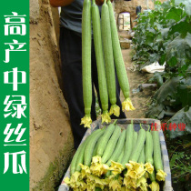  Saijiali long loofah seeds seeds seedlings seedlings early ripening high yield spring four seasons vegetable seedlings seedlings seedlings seedlings seedlings seedlings seedlings seedlings seedlings seedlings