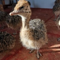 Ostrich seedling African ostrich seedling ostrich seedling temperature ostrich seedling large ostrich ostrich ostrich cub