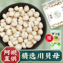 Sichuan selected sulfur-free Sichuan scallop mother 50g Chinese Herbal medicine Premium Sichuan scallop powder Non-wild pine shell