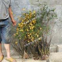 Dendrobium seedlings Dendrobium flower green plant long green Dendrobium dawnum 500g