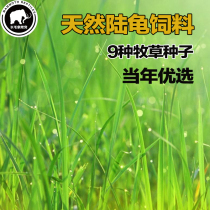 Natural pasture seed grass seed tortoise feed plago alfalfa ryegrass purslane money grass dandelion