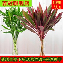 Rich bamboo Guanyin bamboo hydroponic transfer bamboo indoor potted flower green plant purification air in addition to formaldehyde potted bag