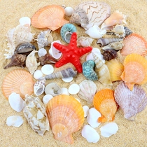 Natural shell conch Coral fish tank decorations Shooting props Crafts Micro-landscape Mediterranean Sea star ornaments