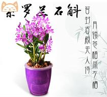 Autumn dendrobium orchid with flower plant green plant flower European and American style mini exotic purple stone touch orchid potted plant