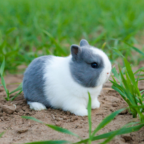 Pure breed dwarf rabbit living body with little pet rabbit windy eye Haitang Xisch tea cup rabbit mini-rabbit living body