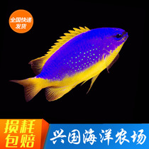 Fiji Magic Yellow Tail Yellow Belly Blue Magic Living Seawater Fish Artificial Raising Opening Grain Xingguo Express Package Live