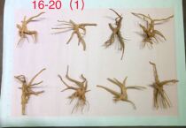 16-20cm Rhododendron sinking Wood landscaping photo selection