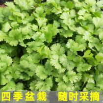 Four Seasons coriander seeds small leaves coriander spring Taiwan special food autumn potted vegetable seedlings