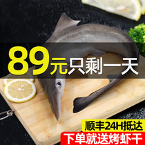 Zhoushan small shark Ningbo deep sea fishing non-white shark meat sea fish catch fresh frozen seafood aquatic products