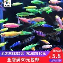 Zebrafish zebrafish live colorful red zebrafish blue zebrafish blue strip fish fish tropical ornamental fish