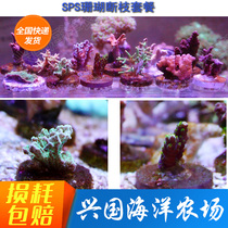 SPS Coral Break Branches Combo Hard Bony Coral Broken Branches Artificial Broken Branches Coral Living Composition Package Bags Alive