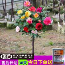 Tree-shaped seasonal flower seedlings Large pots planted tree-shaped stump courtyard grafted rose lollipop high pole seasonal tree seedlings