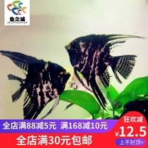 Fish City Seven Colorful Clouds Stone God Fairy Fry Clouds Stones Fairy fairy Fairy Clouds black and white Fairy Fish Live Tropical Fish