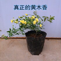 Climbing vine plant Qilixiang ten Lixiang rose wood fragrant flower seedling fragrance rich green plant potted