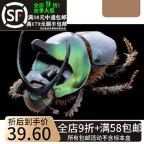 Muhhot Bum Dung Beetle Specimen V Corner Dung Beetle Specimens Dung Beetle Onthophagus Mouhoti Poop Groom