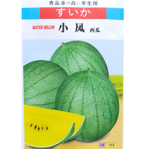 Japanese Phoenix watermelon seed gift small watermelon seed yellow meat yellow heart thin skin super sweet spring fruit seed