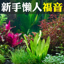 Fish tank landscaping decoration aquatic plants real grass centipede negative oxygen-added ground dwarf pearls live lazy people water Banyan sinking Wood