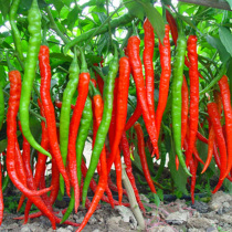Long pepper seeds red pepper seeds spicy line Pepper Miaozizhou seedlings spring sowing Four Seasons vegetable seeds