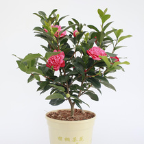 Four Seasons Camellia Hongyue Potted Garden Garden Garden Garden Flower Plants Multi-season Evergreen Shrubs