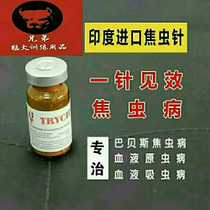 India focal worm needle