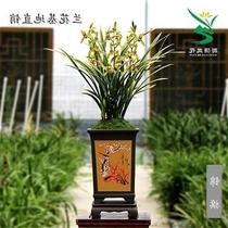 Hot sale Miao Four Seasons Phnom Penh m Jianlan flowering machine Jin crane small peach V Red fragrant indoor planting