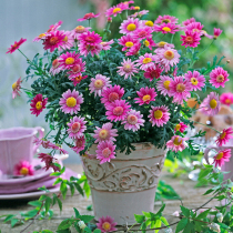 Heidis garden Margaret flower seedlings are good for popping pots. Outdoor balcony courtyard flower plants potted seedlings