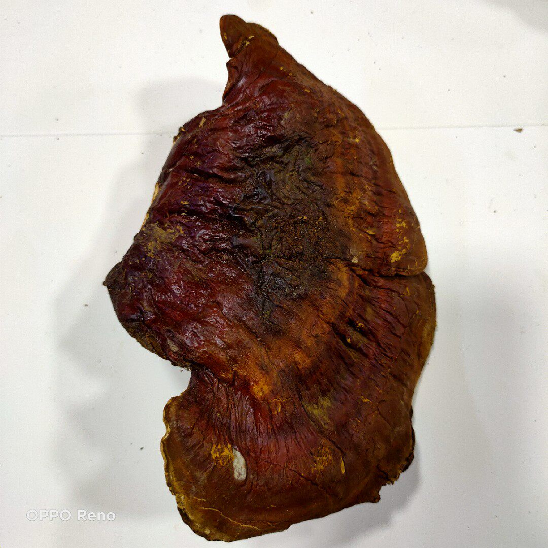 Pure wild Ganoderma lucidum Changbai Mountain red Zhi whole branches white meat white heart pine Fir Ganoderma lucidum dry goods Tea wine