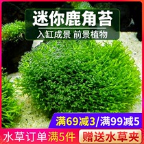 Landscaping Live Mini Antler Moss Moss fish shrimp tank Decorative Moss Grass Moss Negative Freshwater easy-living Antler Moss