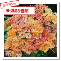 Flower edge Pickles imported flower seeds * UK TM * phlox * creamy dessert caramelized cherry 5-10