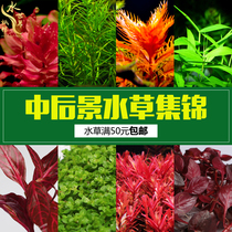 Fish tank Aquatic plants Real grass landscaping package Centipede negative aerobic lying on the ground Dwarf pearl living lazy water ficus Shenmu