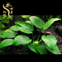 Small water banyan Danish banyan mini gold banyan rear view negative sloth water grass without base sand can tie down wood water grass