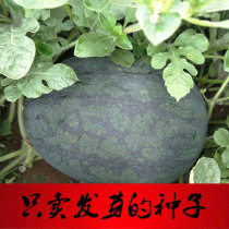 Extra large fruit Black beauty watermelon seeds Black skin watermelon seeds Watermelon seedlings Early ripening high yield melon seedling fruit