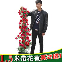1 5 meters of Ouka this months season of vine rose climbing vine pot flowers with tremendous flowers