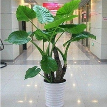 Dripping water Guanyin green foliage plant Office living room large green planting tree potted flowers beautiful