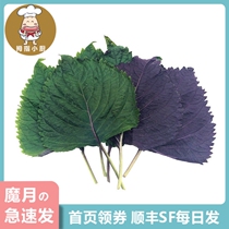South Koreas Shisto Shiso Perilla Leaf 25g