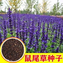 Blue-flowered Sage seeds purple-flowered safflower Four Seasons sown courtyard perennial perennial perennial perennial perennial hardy flower landscape flower