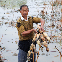 Lotus root fresh and now dig without bleaching lotus root tip agricultural products fresh vegetables farm specialty crisp lotus root 500g