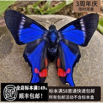 White bar pine clam butterfly specimen Rhetus periander butterfly specimen beetle insect ornaments collection specimen