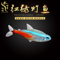 Traffic light fish Pauline light fish Black light fish Diamond light fish Head taillight fish Red light tube fish Silver tip fish Mini light fish