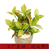 New small 7 head 42 leaf color wood simulation plant over glue hand touch sprinkled Golden Banyan plastic flower window display green plant